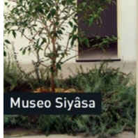 Museo Siyâsa